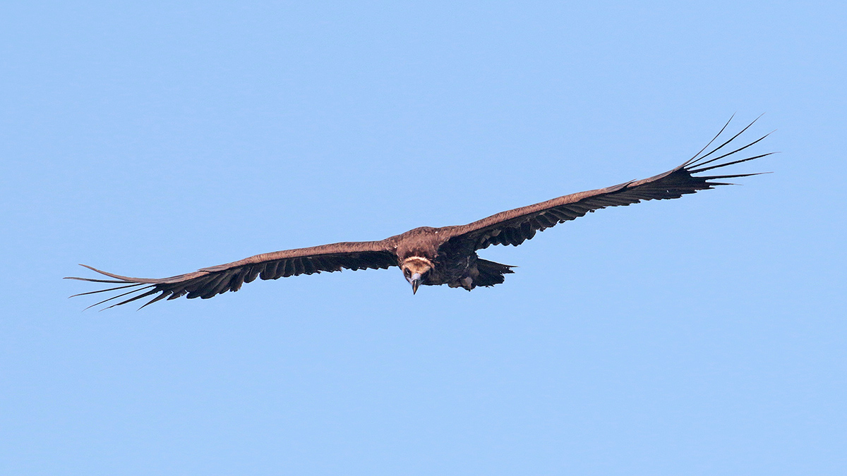 Monniksgier - Extremadura